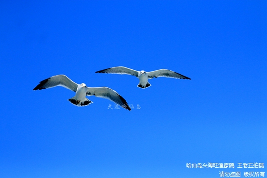 哈仙岛坐船能看到海鸥吗